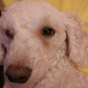 Meet your Posher, Stella